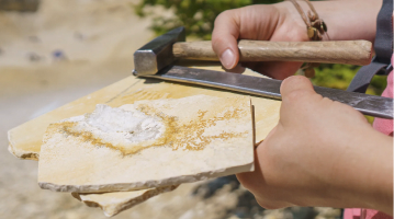Fossilien im Naturpark Altmühltal