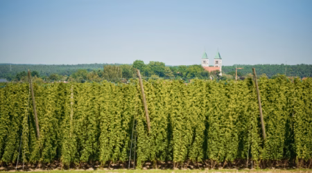 Hopfengarten bei Biburg mit Kloster Biburg im Hintergrund