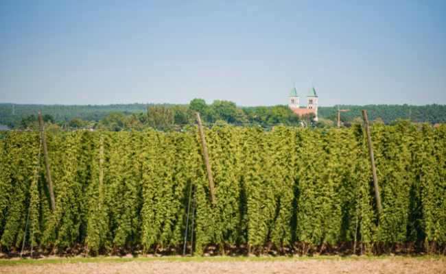 Hopfengarten bei Biburg mit Kloster Biburg im Hintergrund