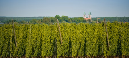 Hopfengarten bei Biburg mit Kloster Biburg im Hintergrund